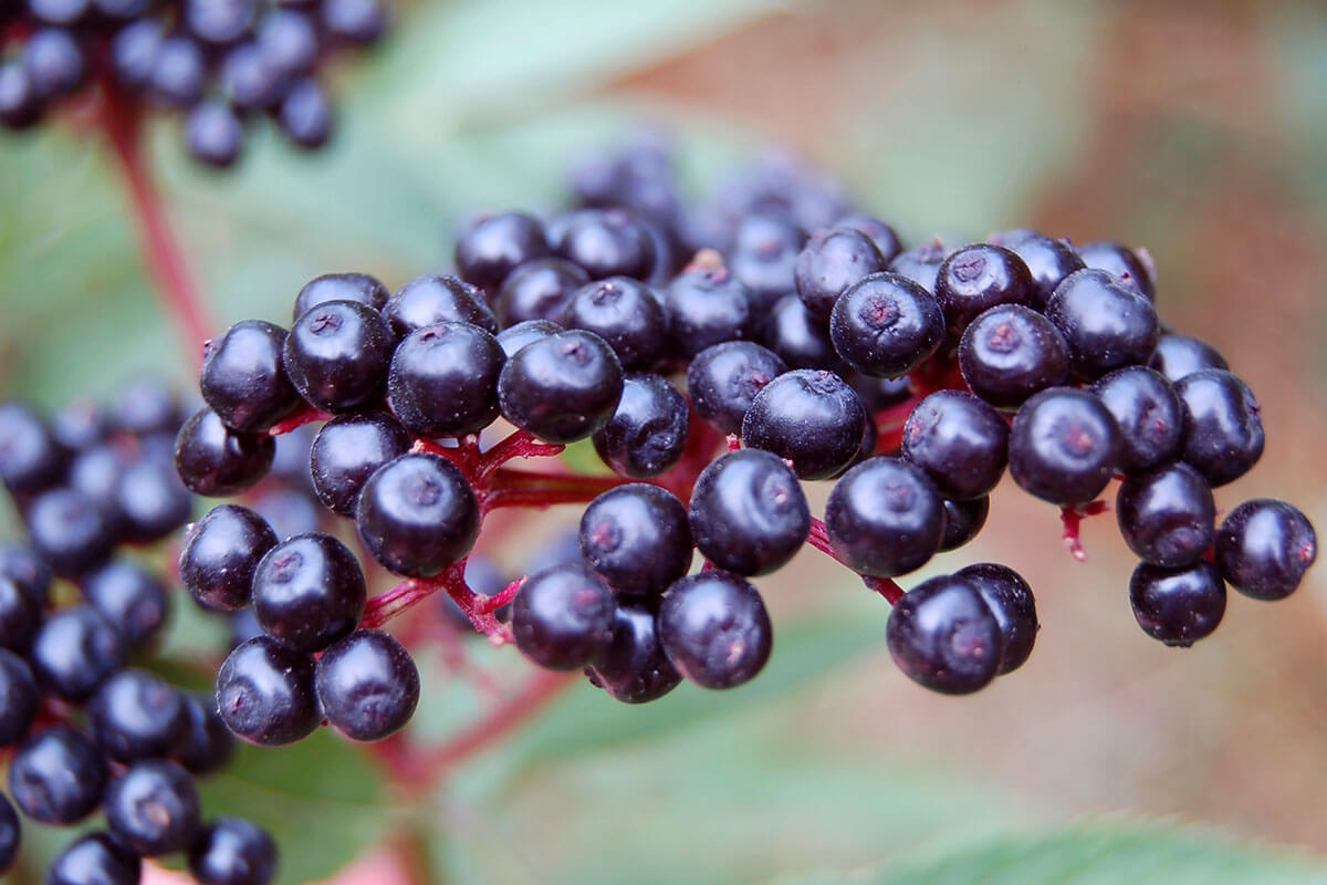 elderberry cluster