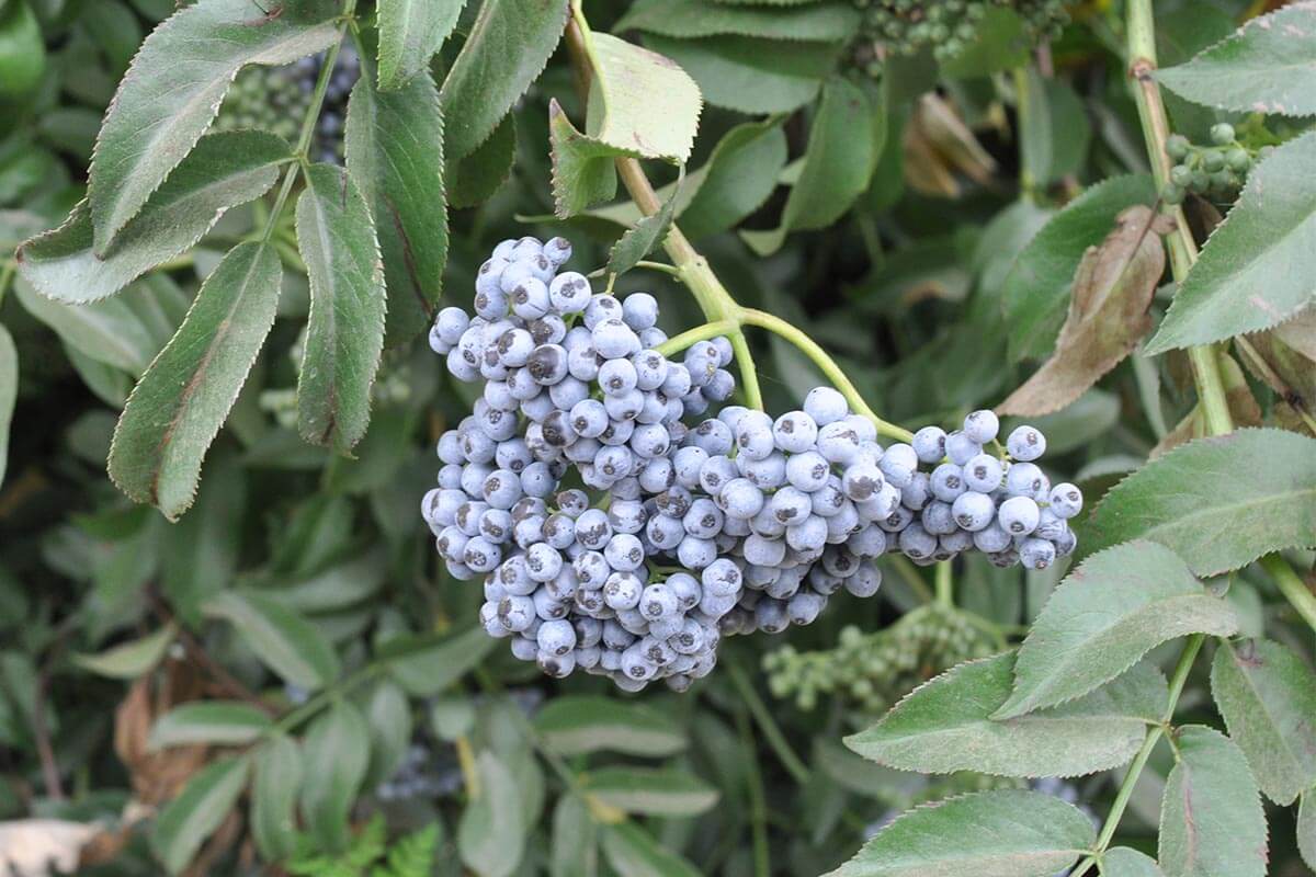 Elderberry cluster on tree