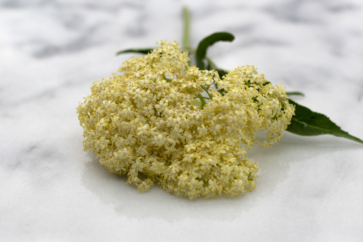 elderflowers on marble surface