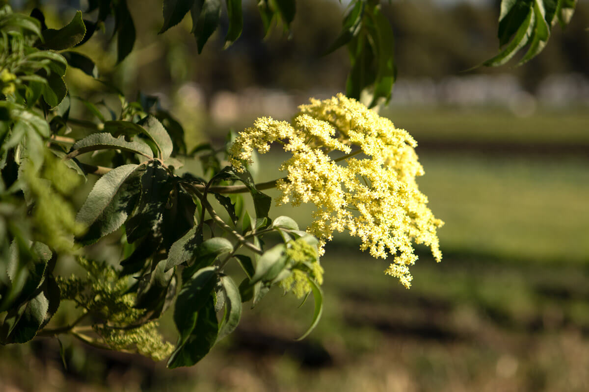 elderflowers on tree