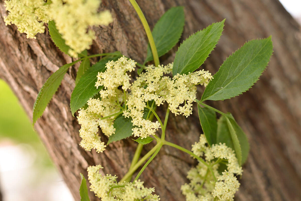 Elderflowers on tree